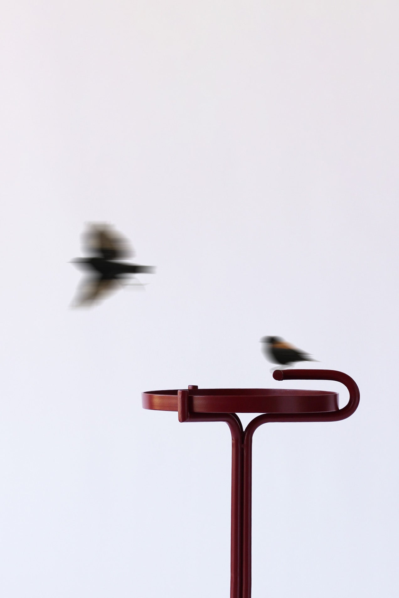 Bebedero para aves Eva